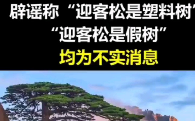 青流视频: 黄山迎客松是塑料树 假树?黄山景区辟谣:长势良好 守松人专职护理哔哩哔哩bilibili