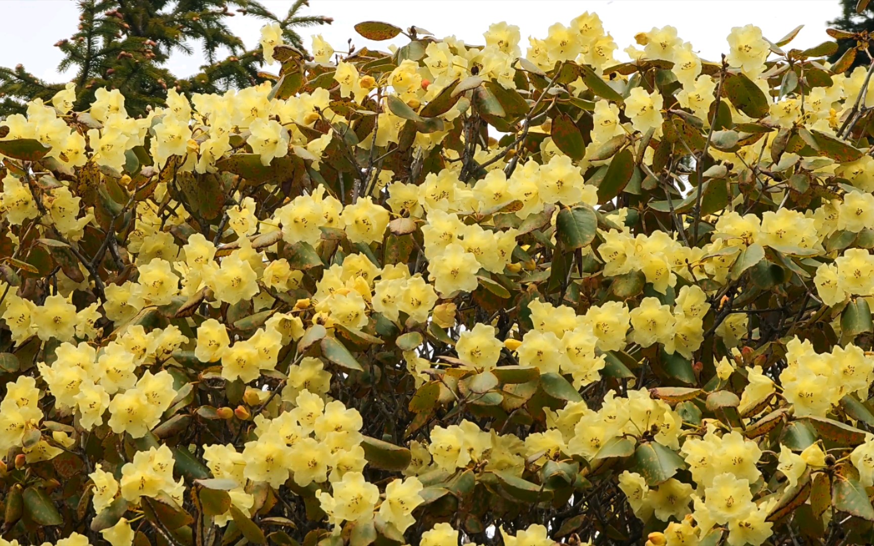 黄杯杜鹃,这种颜色的杜鹃花,有没有见过