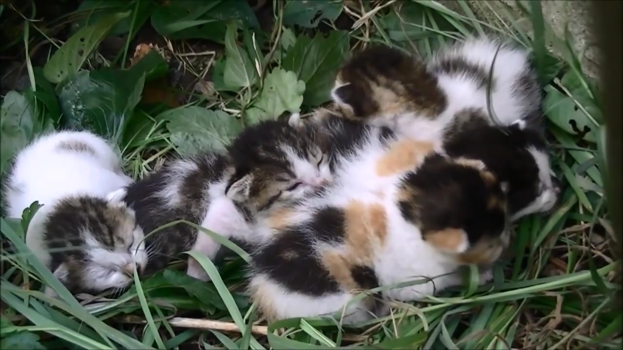 野外发现五只小奶猫,还好不是被遗弃的