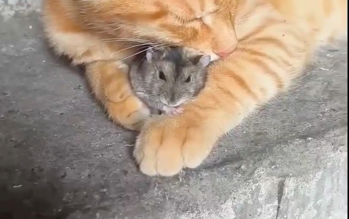 汤姆和杰瑞的爱情在这一刻具像化了,太有爱了吧!