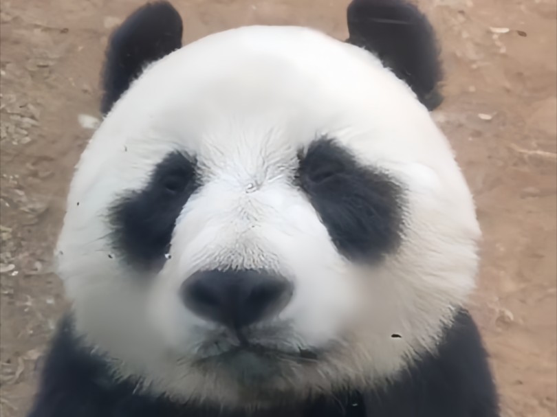 妙音:奶妈开门,你的小可爱要困告告了