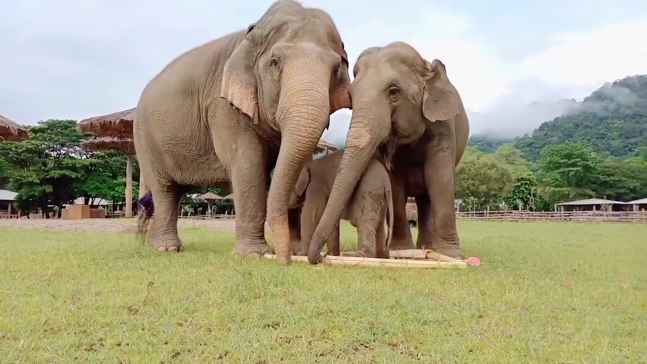 趴住!wan mai一家三口温馨吃饭时间