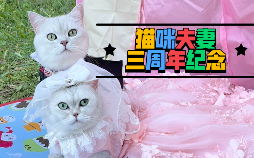 [图]猫咪也有仪式感｜夫妻喵三周年纪念