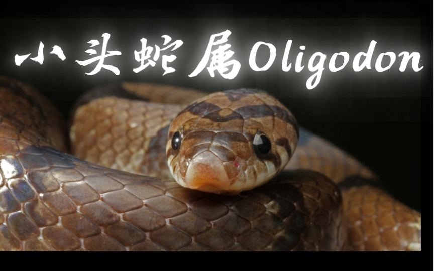 【简介】小头蛇属Oligodon(上集)哔哩哔哩bilibili