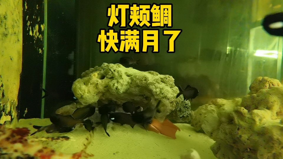 灯颊鲷快满月了