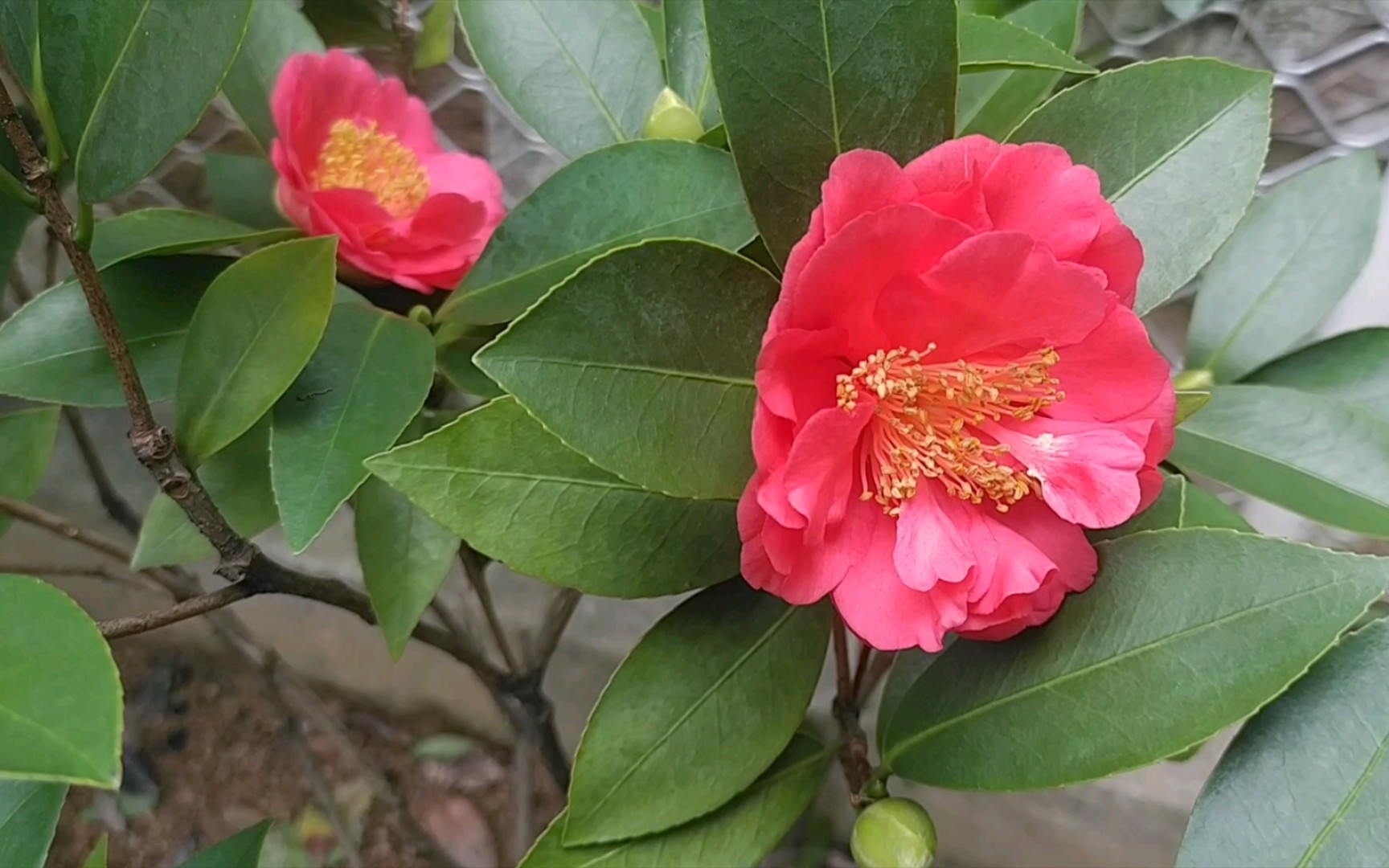 四季茶花:瑰丽迎夏