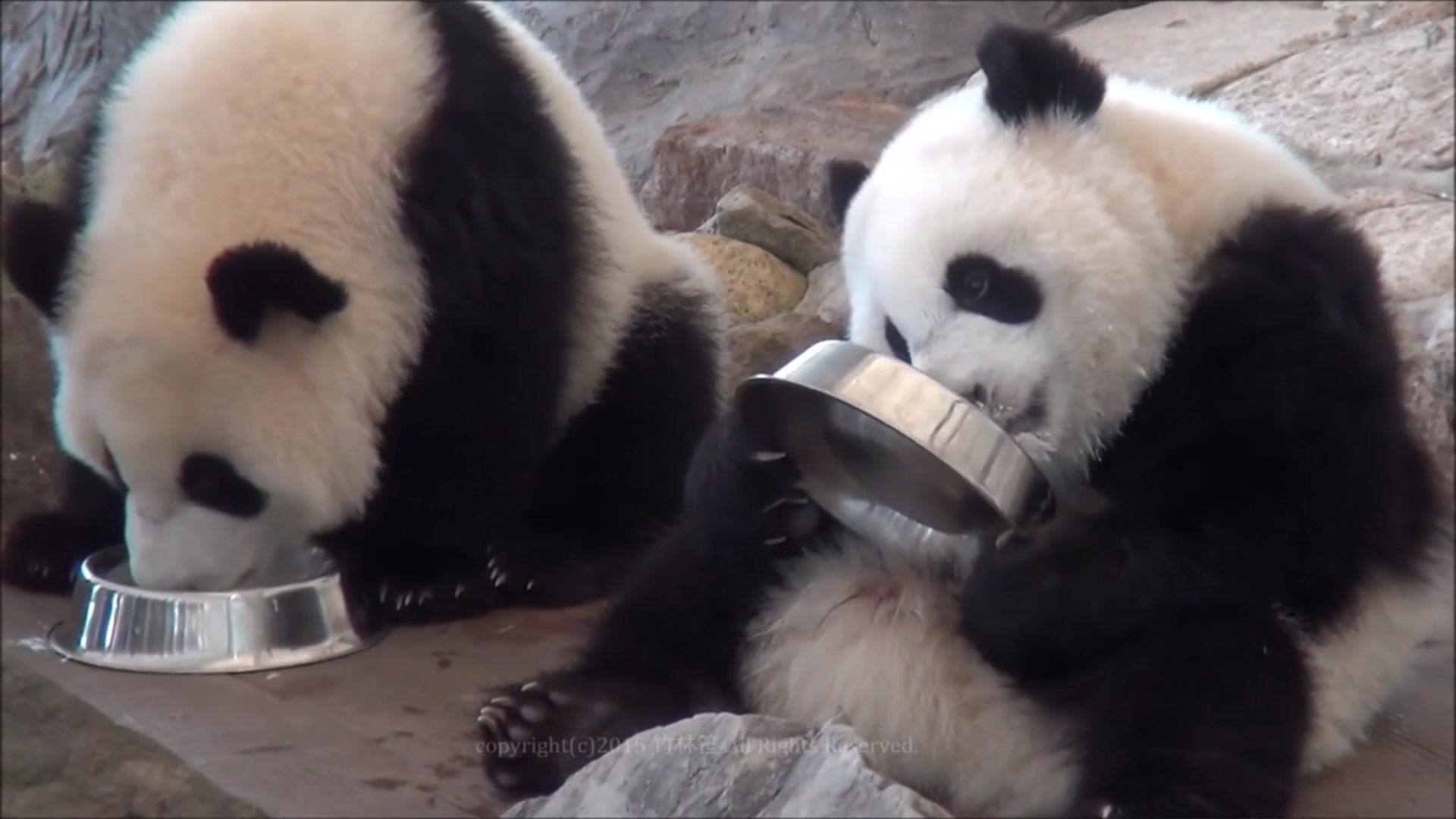 双胞胎大熊猫喝盆盆奶