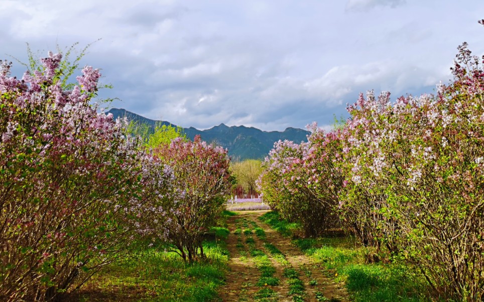 延庆妫河森林公园