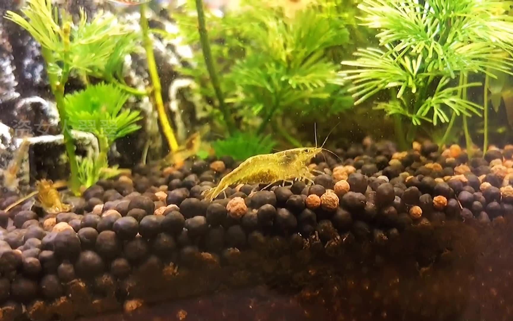 黑壳虾想爆缸,注意这两点看看你做对没有_哔哩哔哩_bilibili