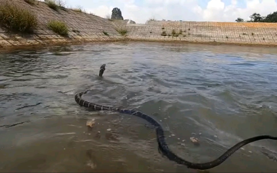 越南农村朋友喜欢抓蛇5 水塘里抓游泳的眼镜蛇1