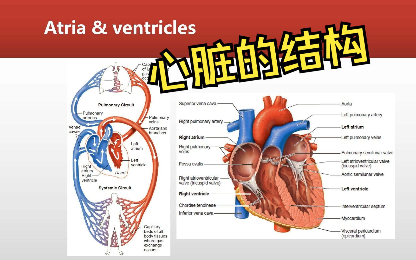 心脏结构ppt图片