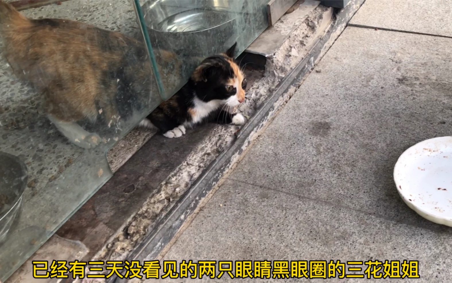 流浪的猫咪到底知不知道饱?消失了三天的小猫咪食量惊人…哔哩哔哩bilibili