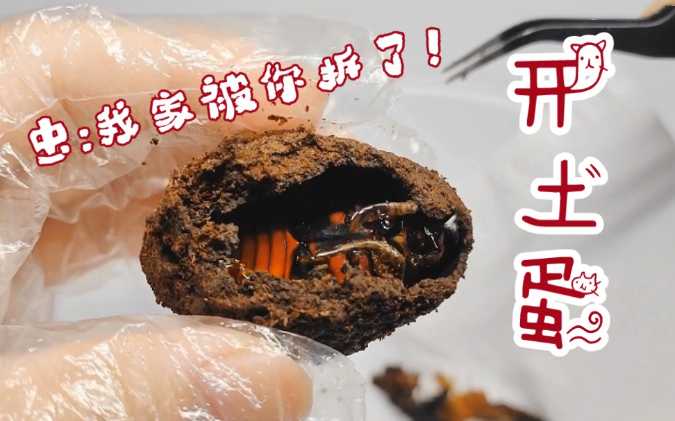 【甲虫简介】土蛋中开出的香甜甲虫~话说它居然在录制中喷射.
