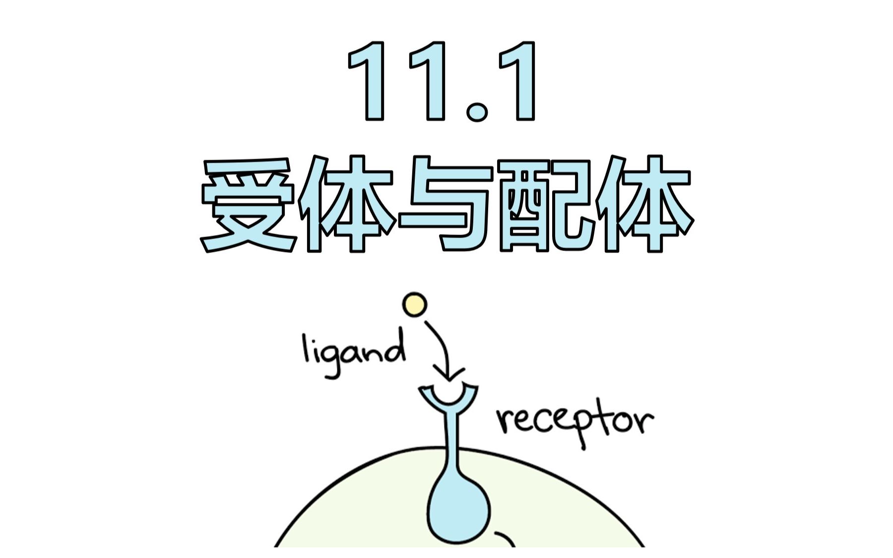 【细胞生物学】11.1 受体与配体哔哩哔哩bilibili