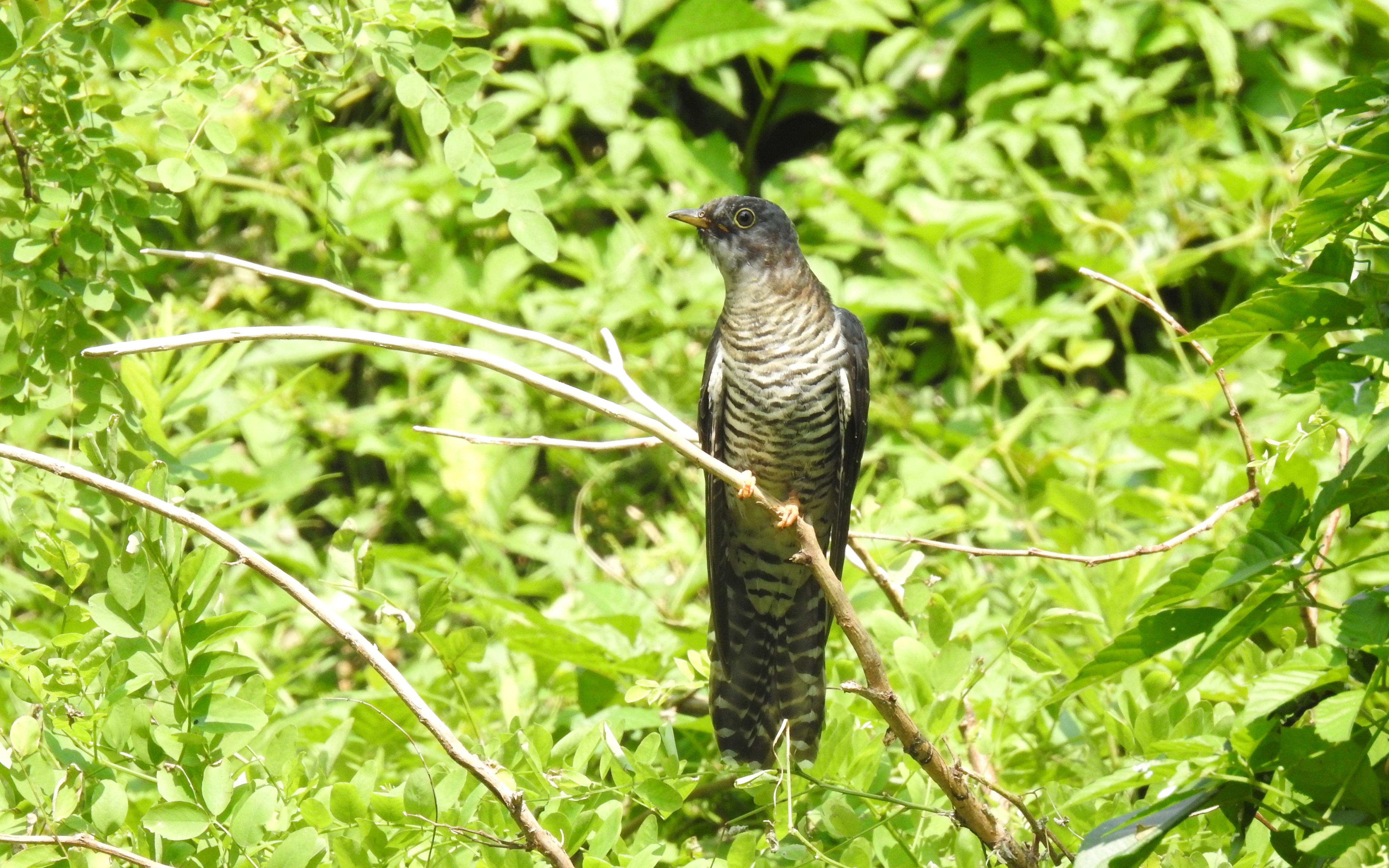 【九月·南汇】憨憨北方中杜鹃,不太聪明的亚子