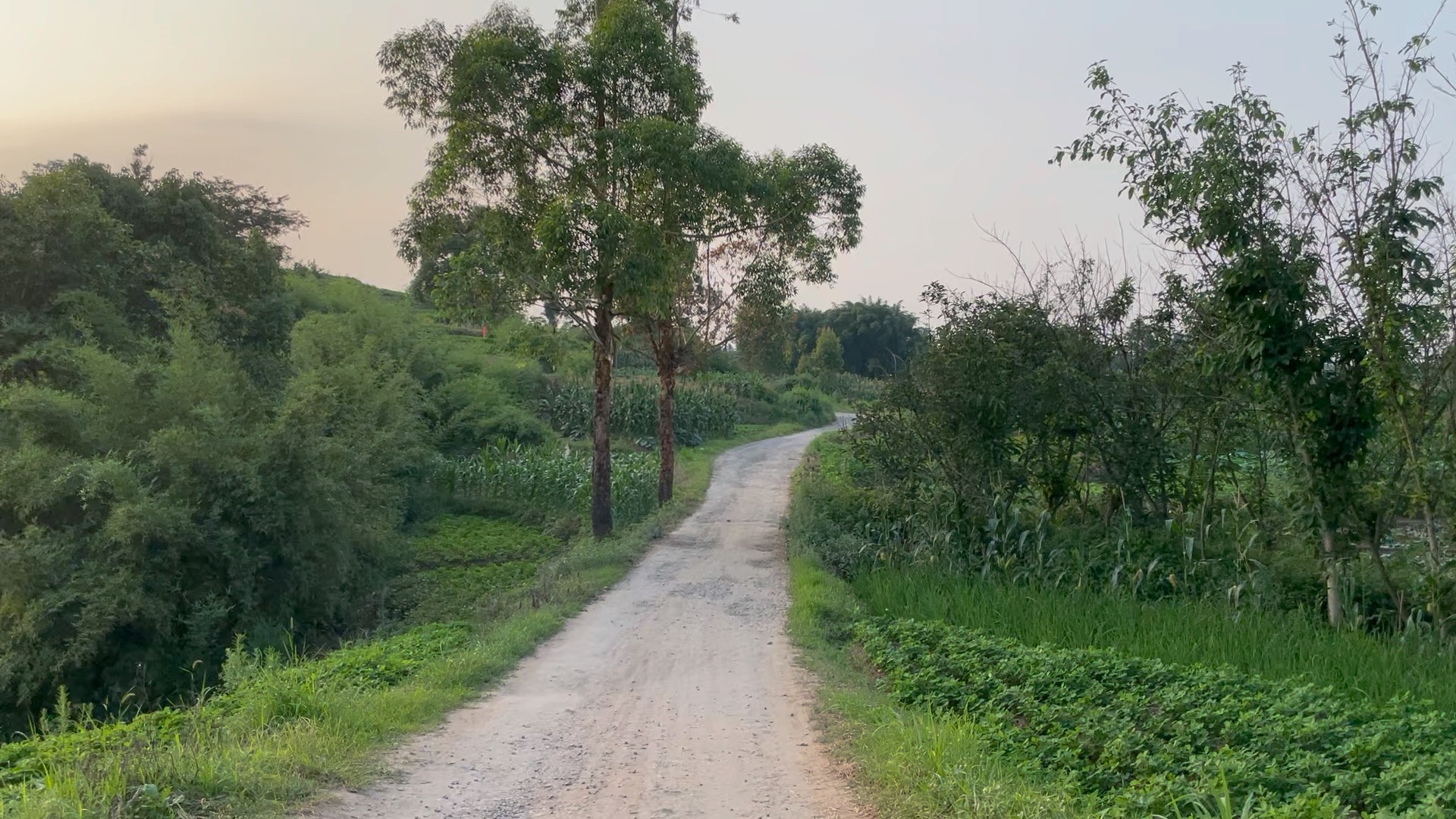 夏日傍晚 鄉間小路