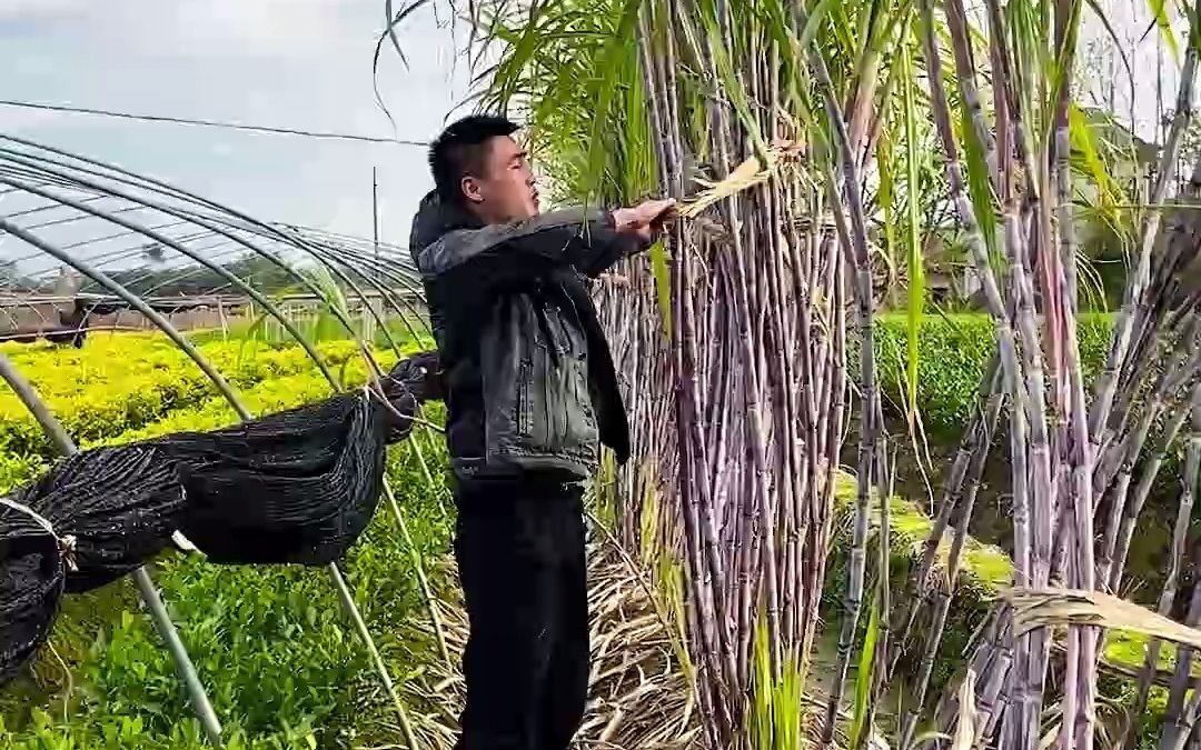 “凝结如石,破之如沙”,泡一杯红糖水,看着你慢慢融化哔哩哔哩bilibili