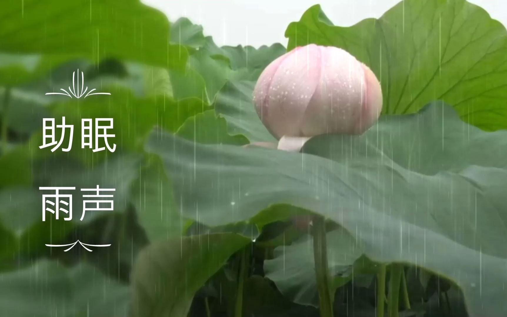 [图]助眠合集-雨声v11. 雨落荷花荷落雨