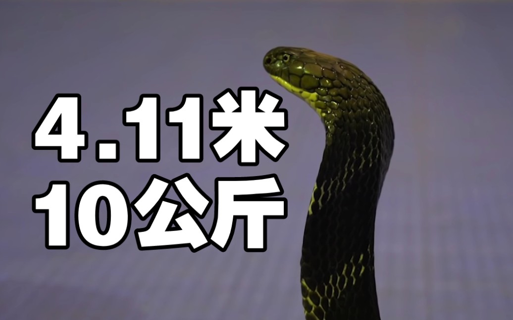 泰国蛇类专家nick chomngam测量4.11米10公斤的眼镜王蛇