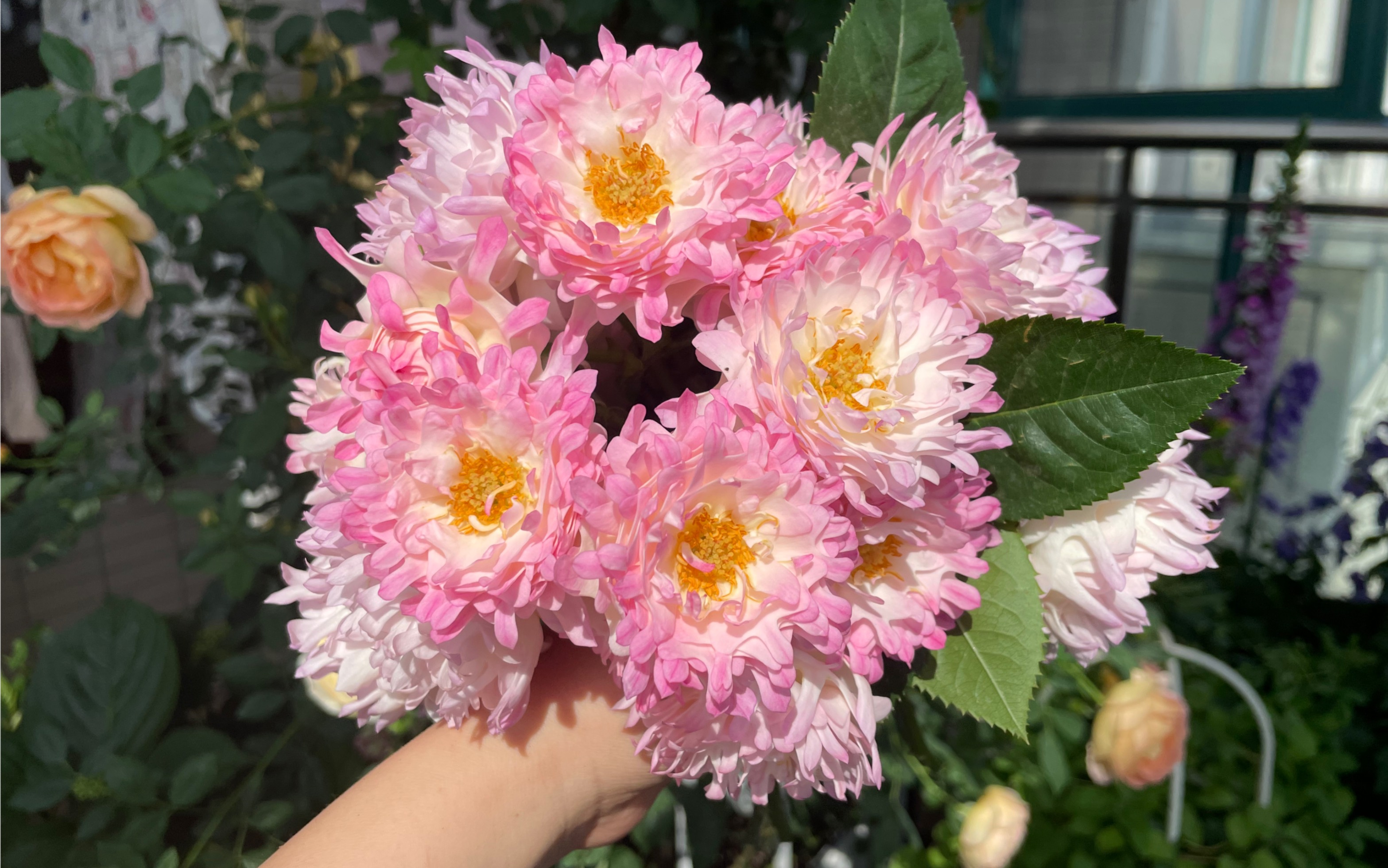 海葵月季,可可爱爱又奇奇怪怪,不知道是月季出了轨,还是菊花劈了腿.