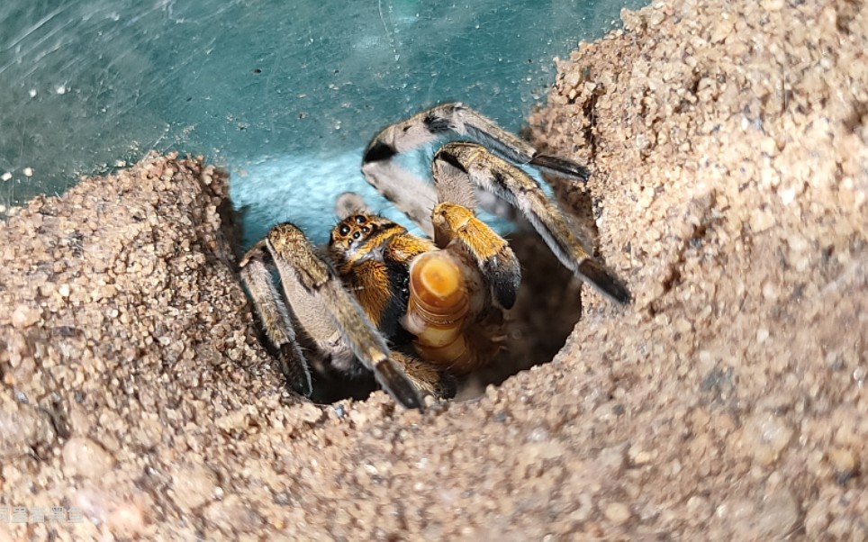 中华狼蛛凶猛捕食