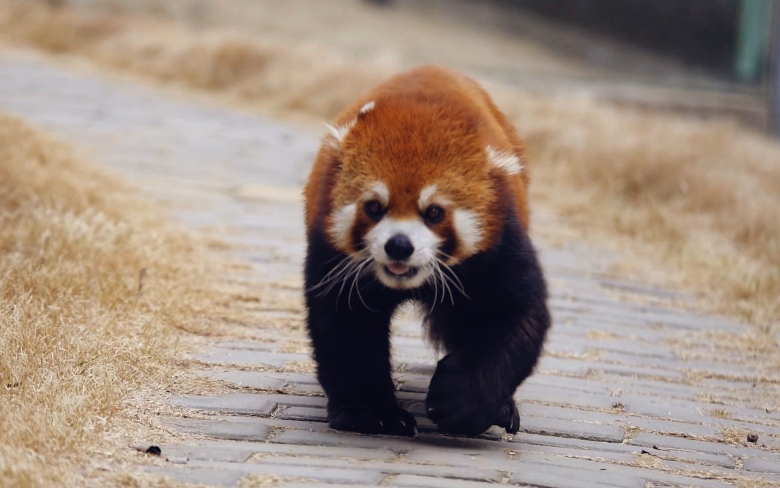 静静,你要不要静静?【小熊猫】这没耳朵的精神小伙一天几万步