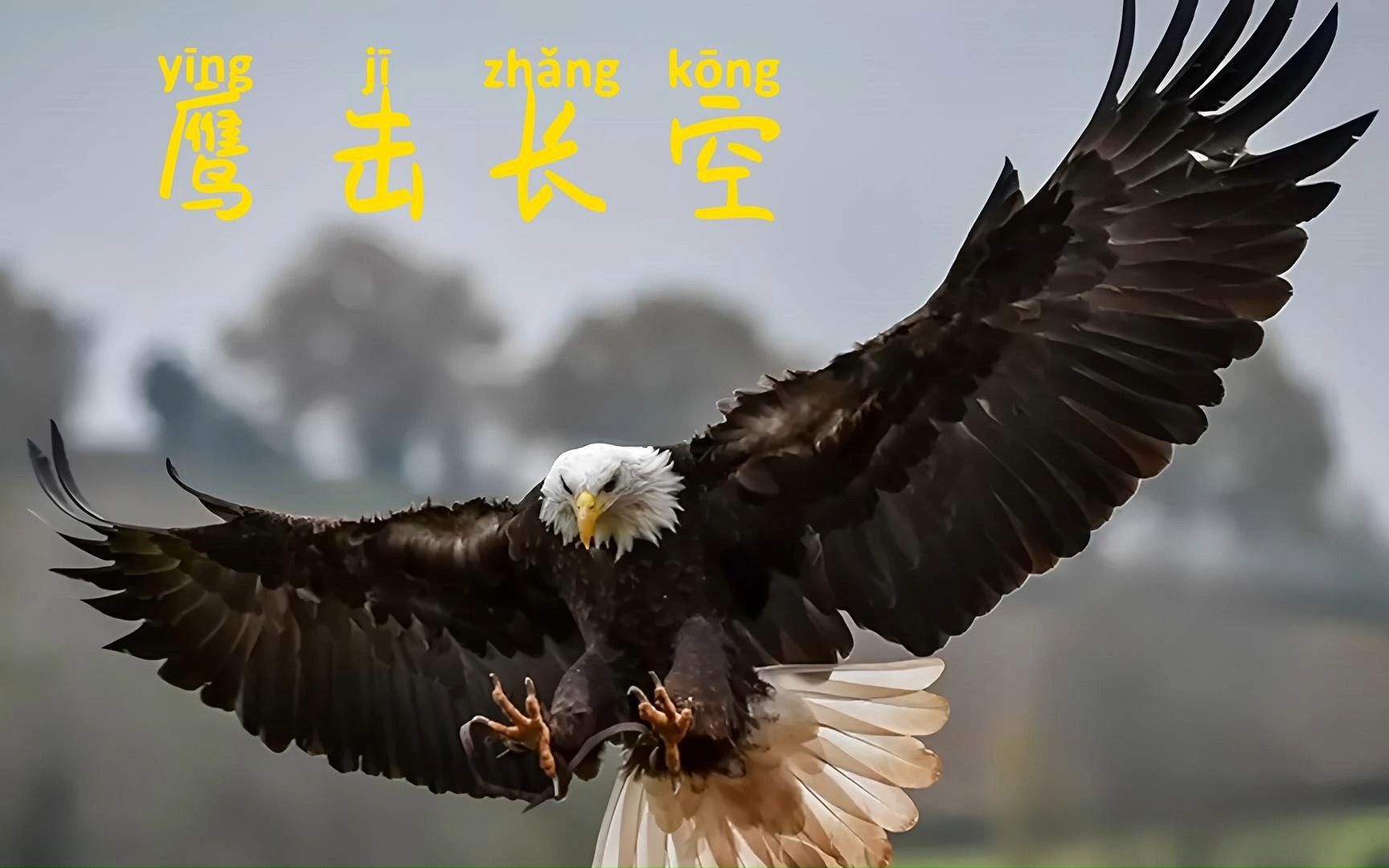 老鹰与蛇之间激烈的战斗