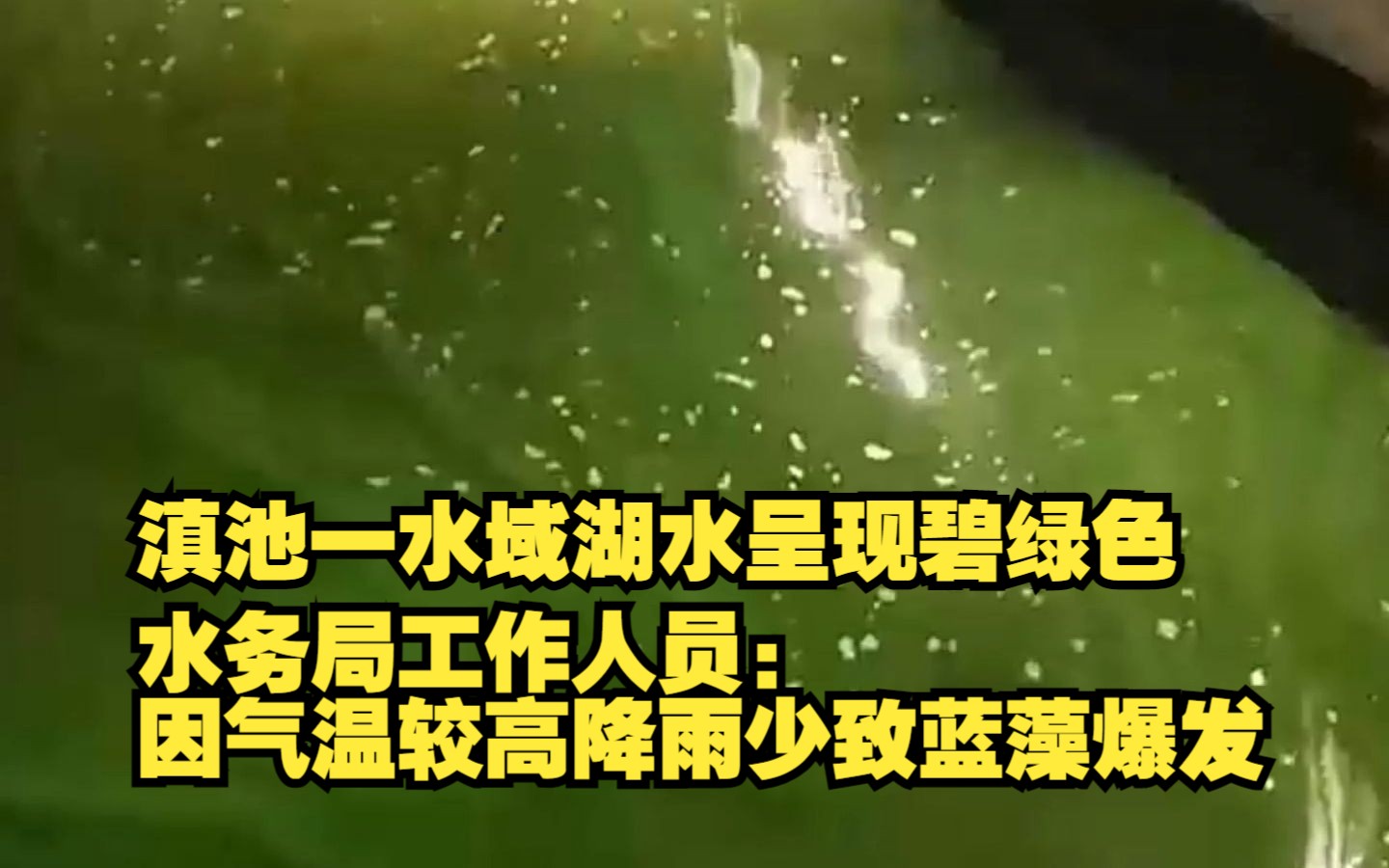 滇池一水域湖水呈现碧绿色,当地水务局工作人员:因气温较高降雨少致蓝藻爆发哔哩哔哩bilibili