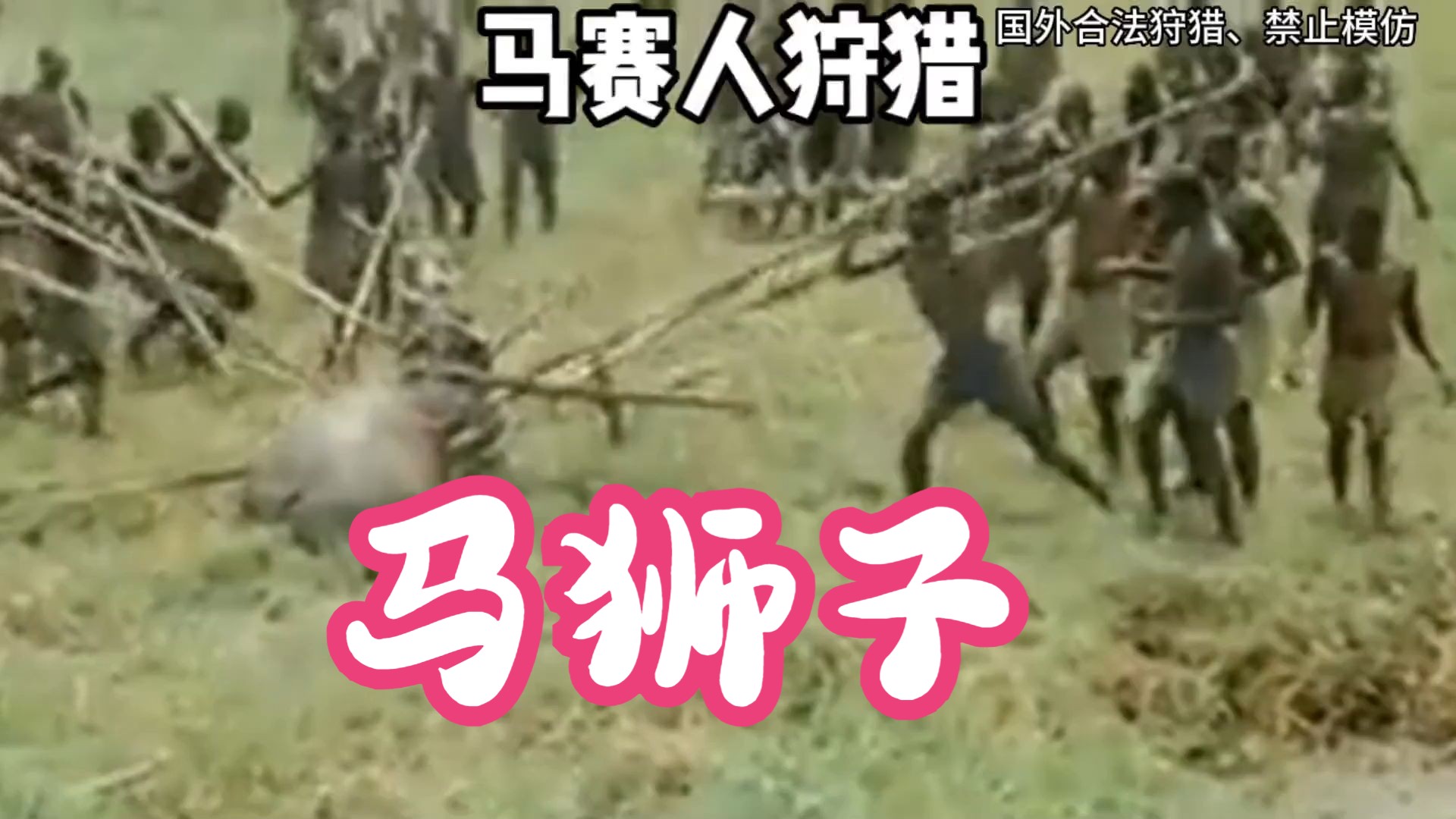 马赛人全体出动狩猎河马狮子