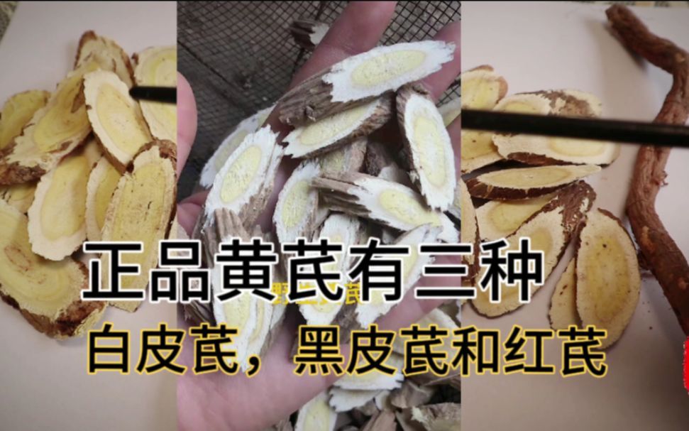 你知道吗?这三种属正品黄芪,其他几十种都是伪品黄芪哔哩哔哩bilibili