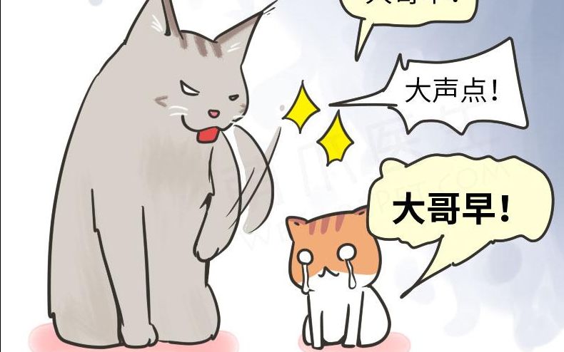 【马斯基】萌宠百科缅因猫哔哩哔哩bilibili