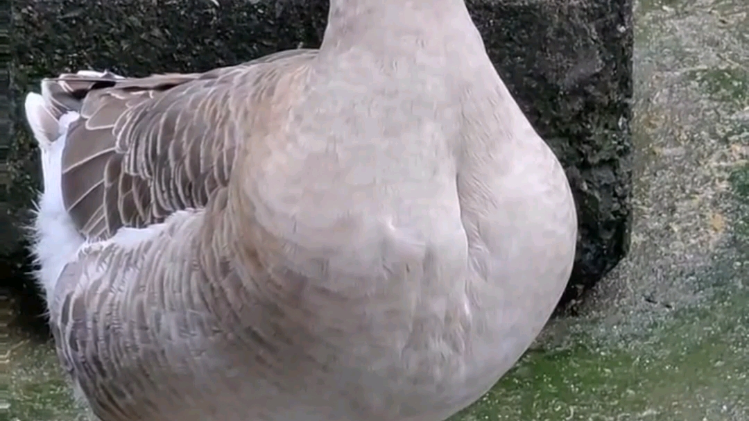 [图]体型圆润的大鹅