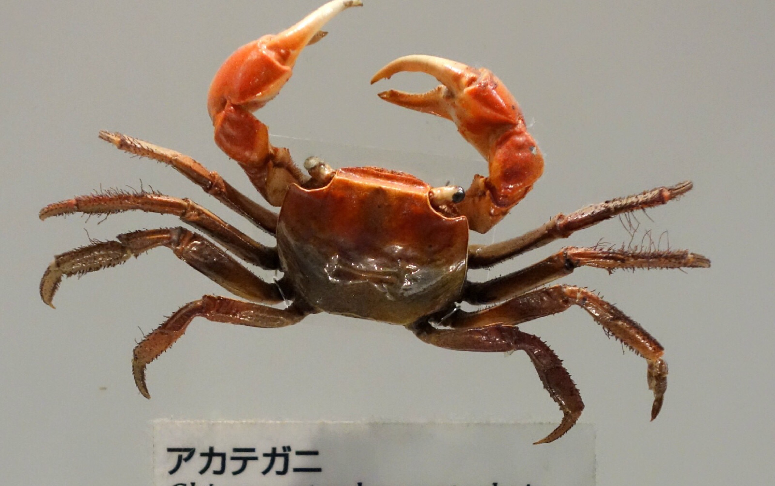 红螯螳臂蟹击杀字纹弓蟹_哔哩哔哩 (゜-゜)つロ 干杯~-bilibili