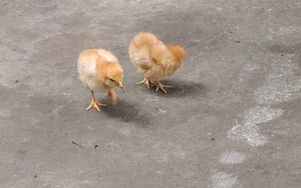 喜欢小鸡吗出生一周的小鸡