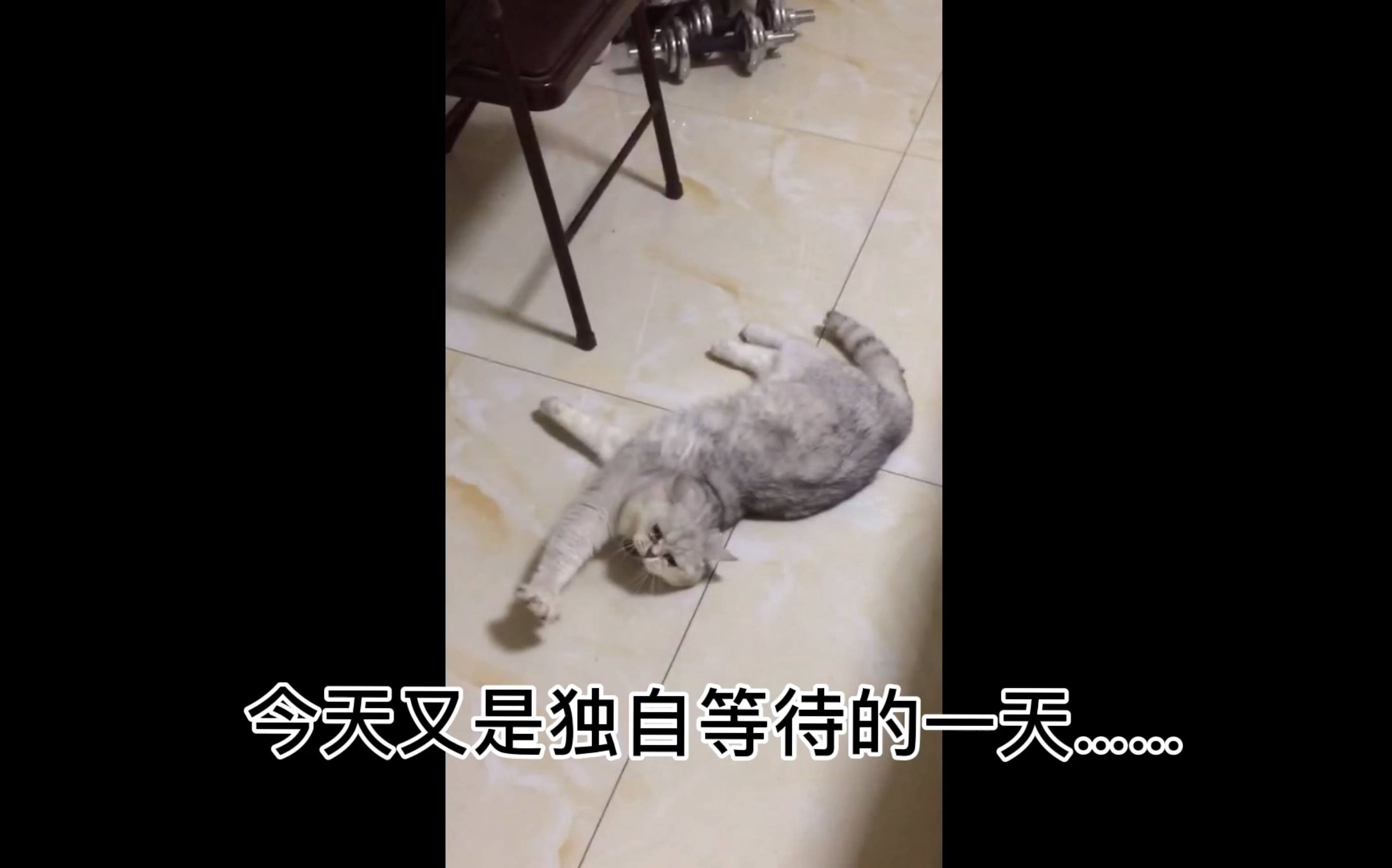 【独自等待的毛毛猫】铲屎官因疫情封城滞留湖北,毛毛猫独自在杭已居家隔离47天哔哩哔哩bilibili