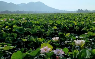 Video herunterladen: 不同易胖类型 喝荷叶的方法