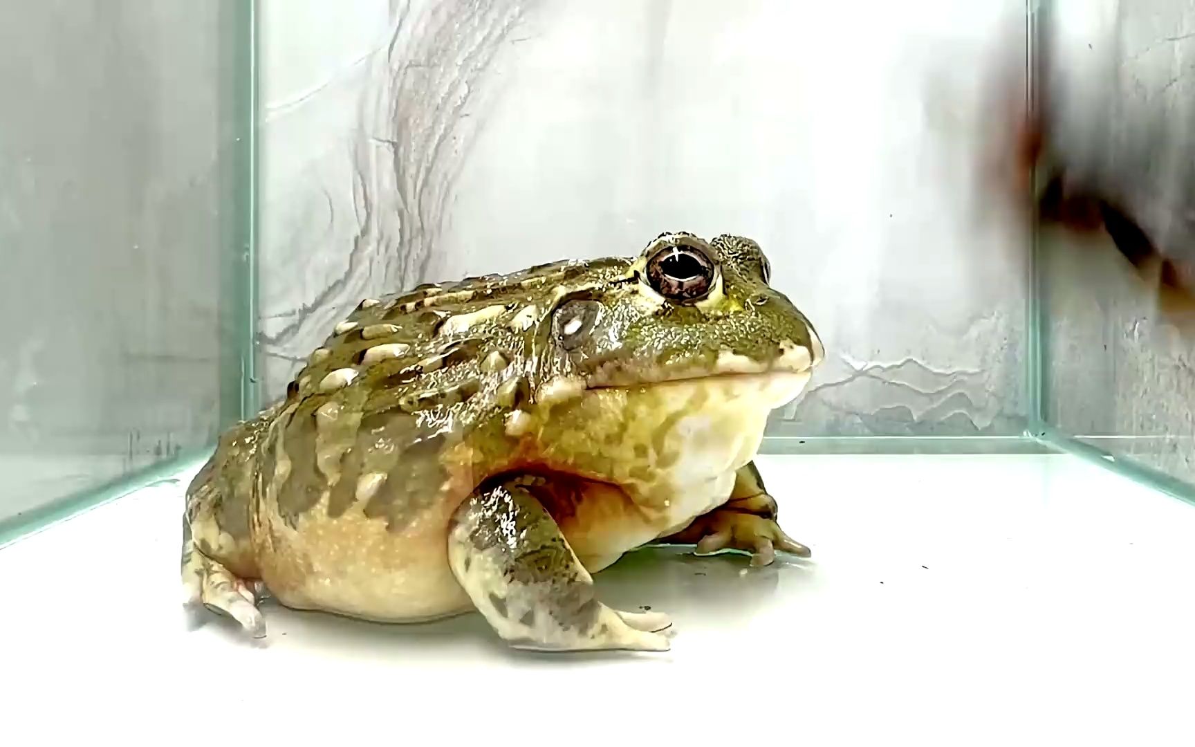 一口活吞虎头蜂 #非洲牛蛙 #萌宠 #搞笑 #逗比 #日常 #生活 #自然