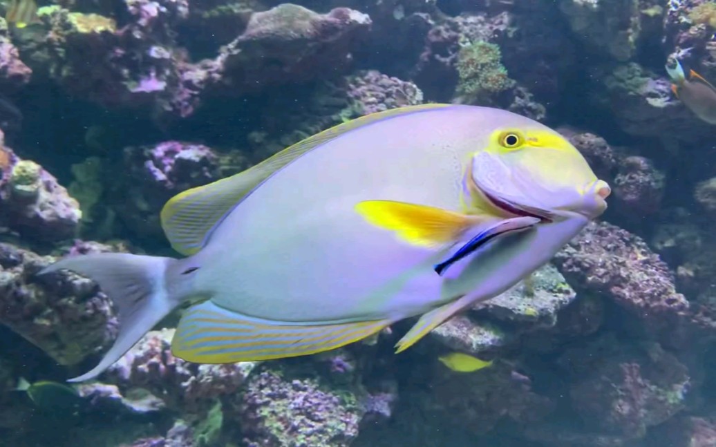 【youtube】额带刺尾鱼/杜氏刺尾鱼_哔哩哔哩 (゜-゜)つロ 干杯~-bili