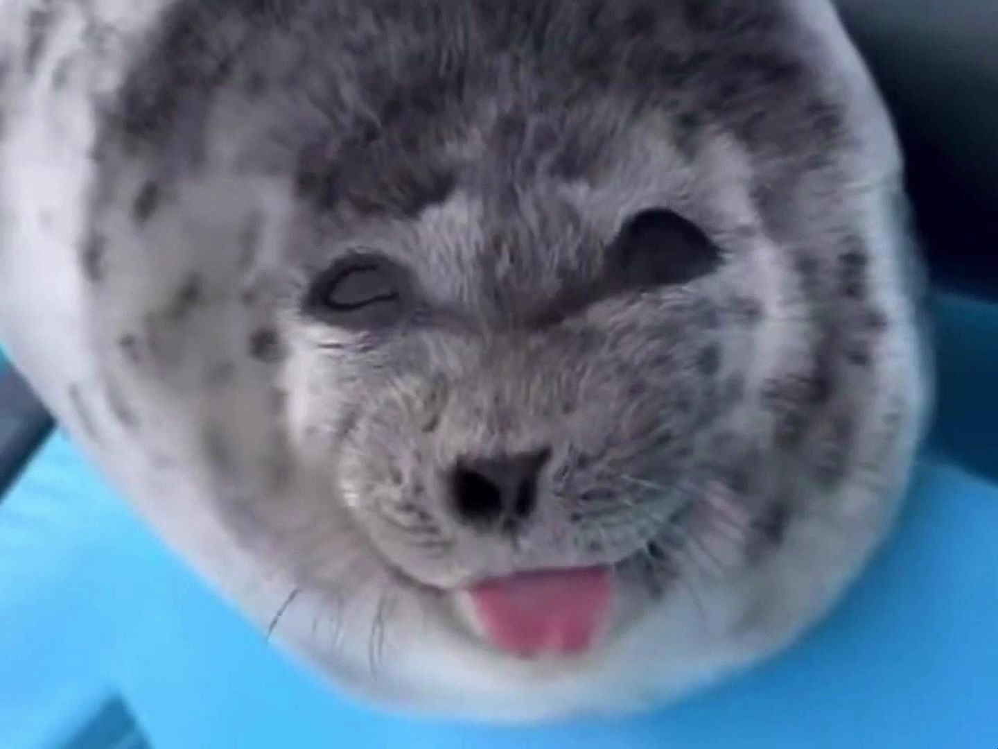 可爱到会吐舌头会笑的海豹豹