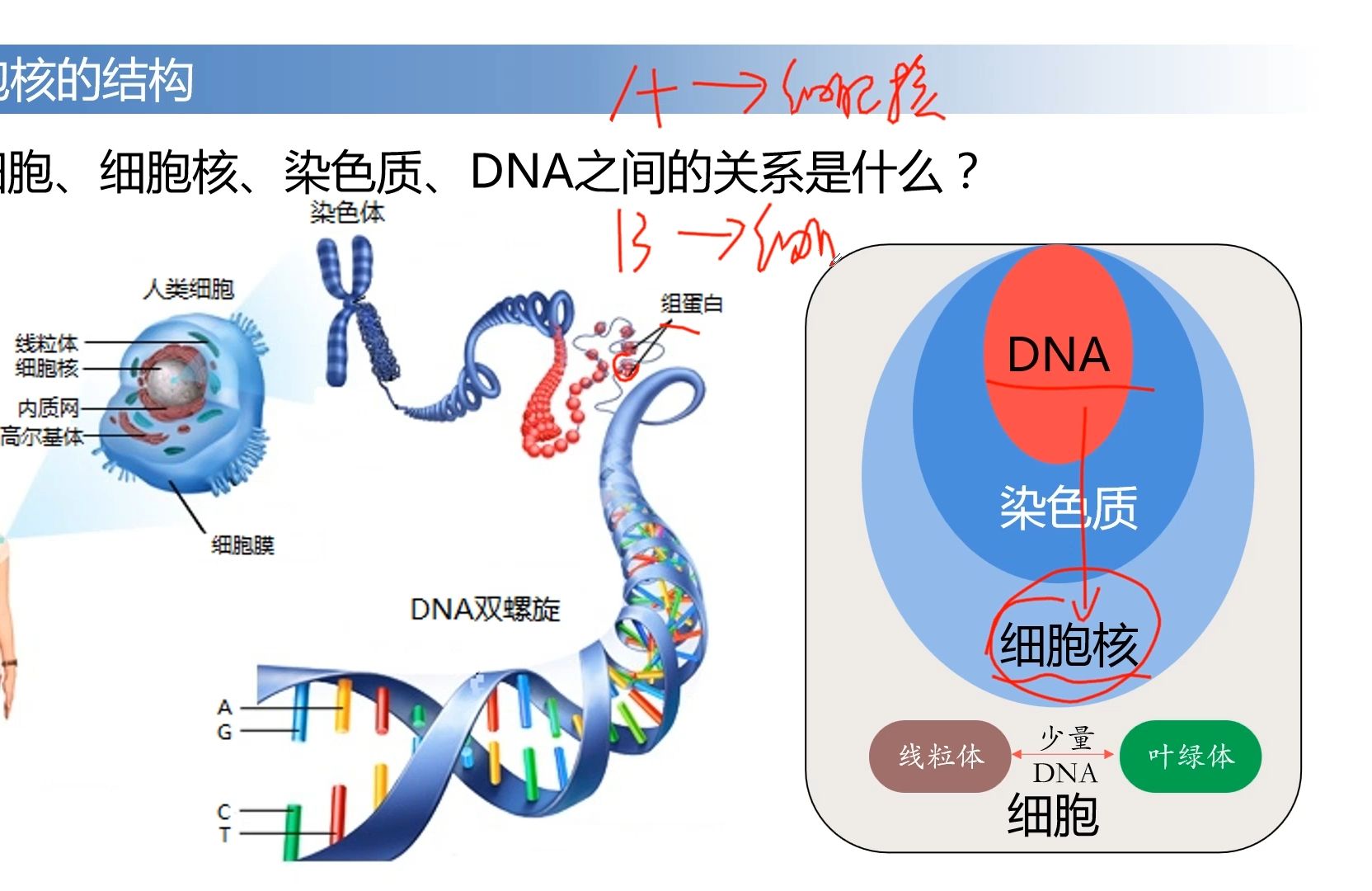 3 3 细胞核的结构和功能 1节课