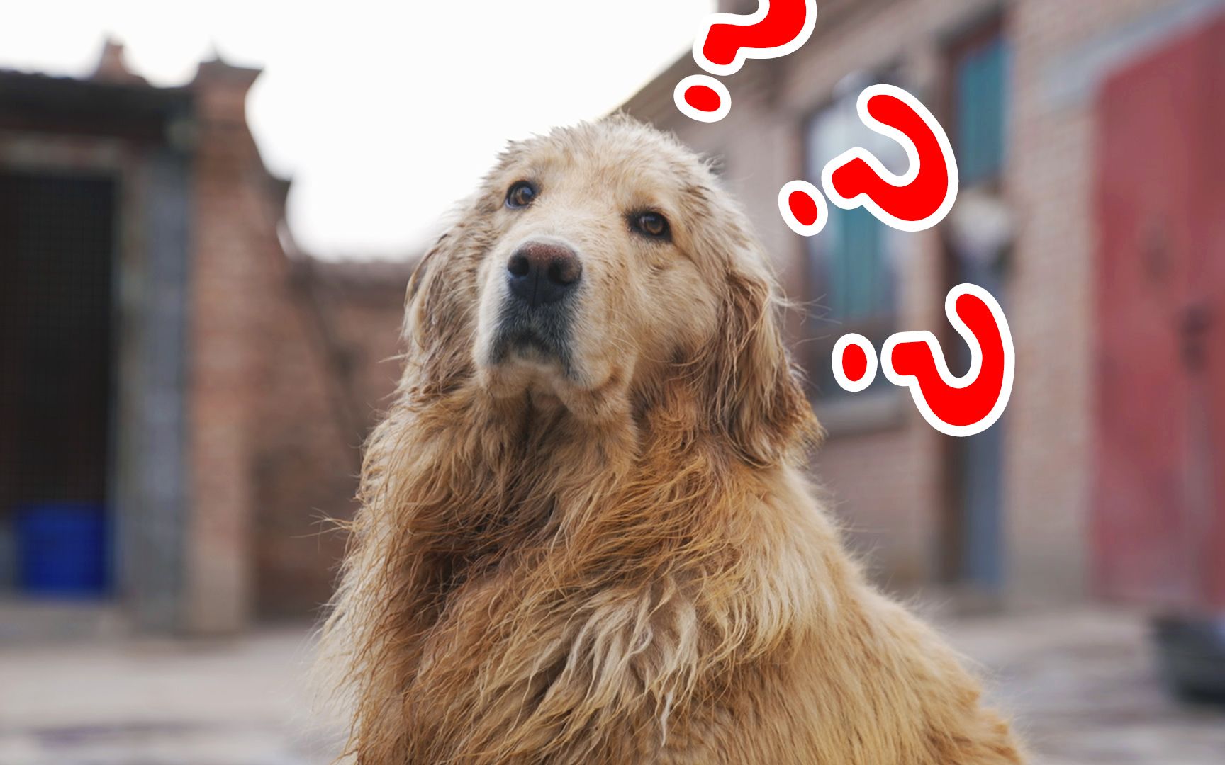 小金毛你是否有很多问号?