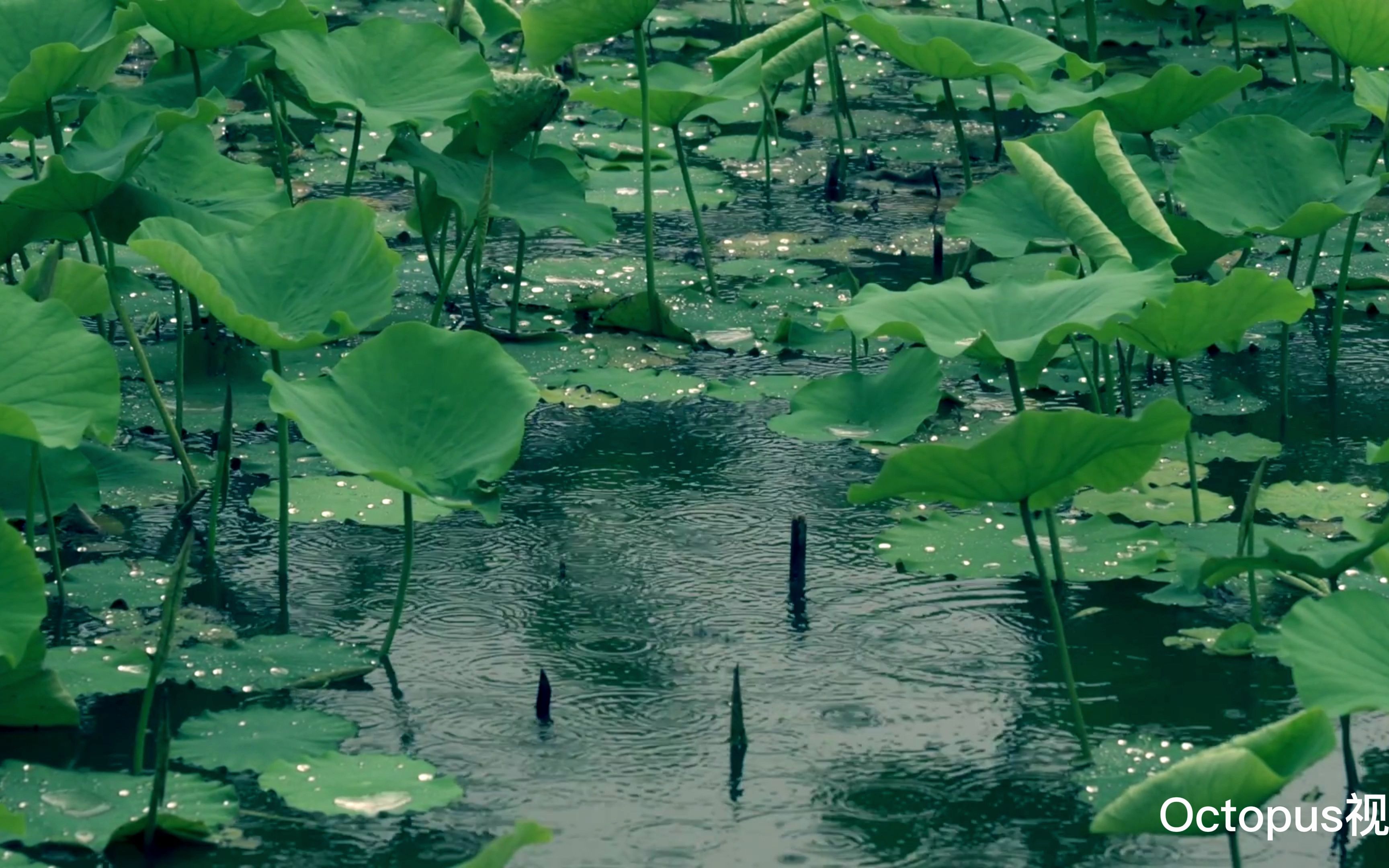 【清明节假期】纷纷雨滴,点点思念哔哩哔哩bilibili