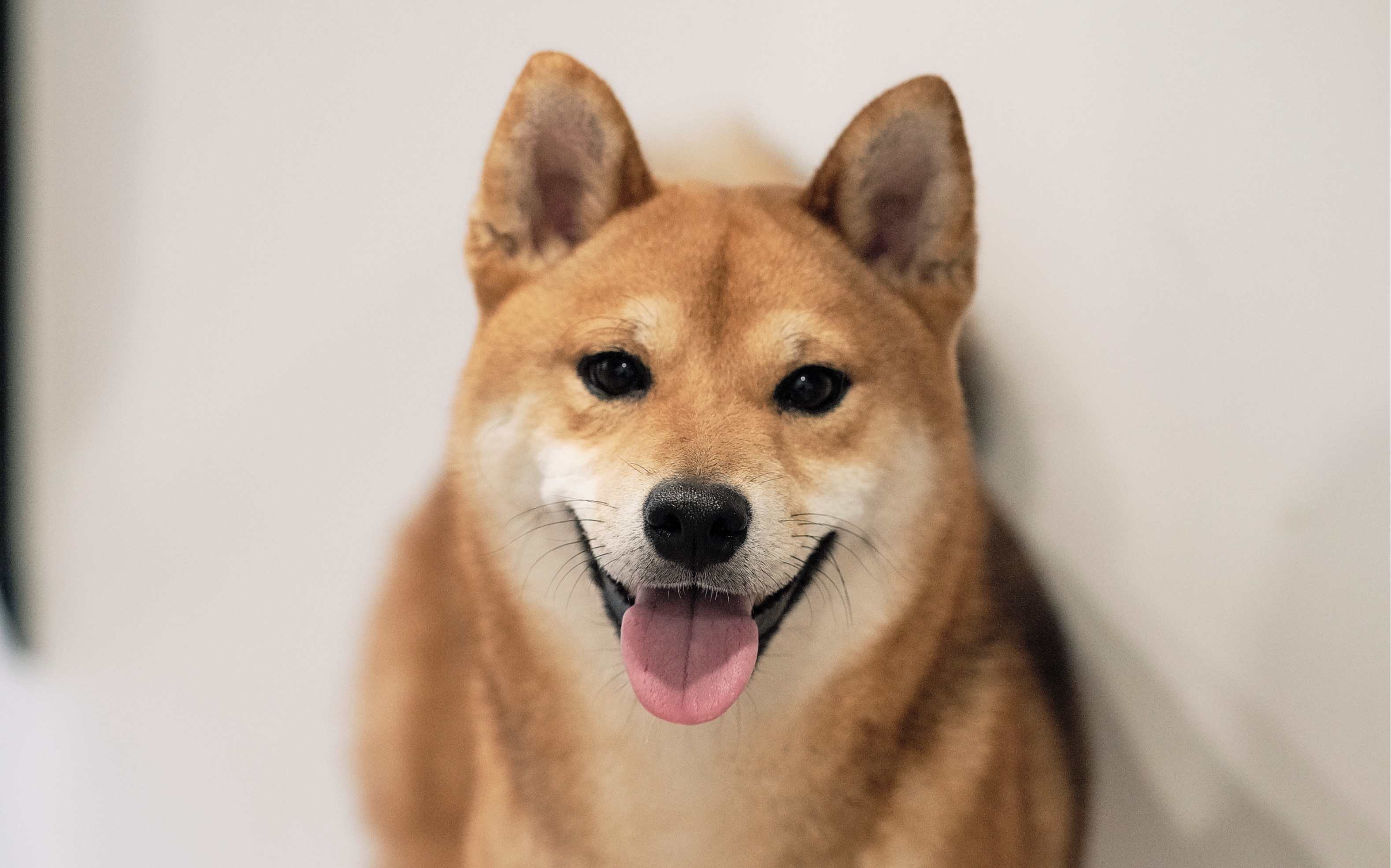 柴犬咖啡里的三只赤柴 两只黑柴富士xf90实拍_哔哩哔哩_bilibili