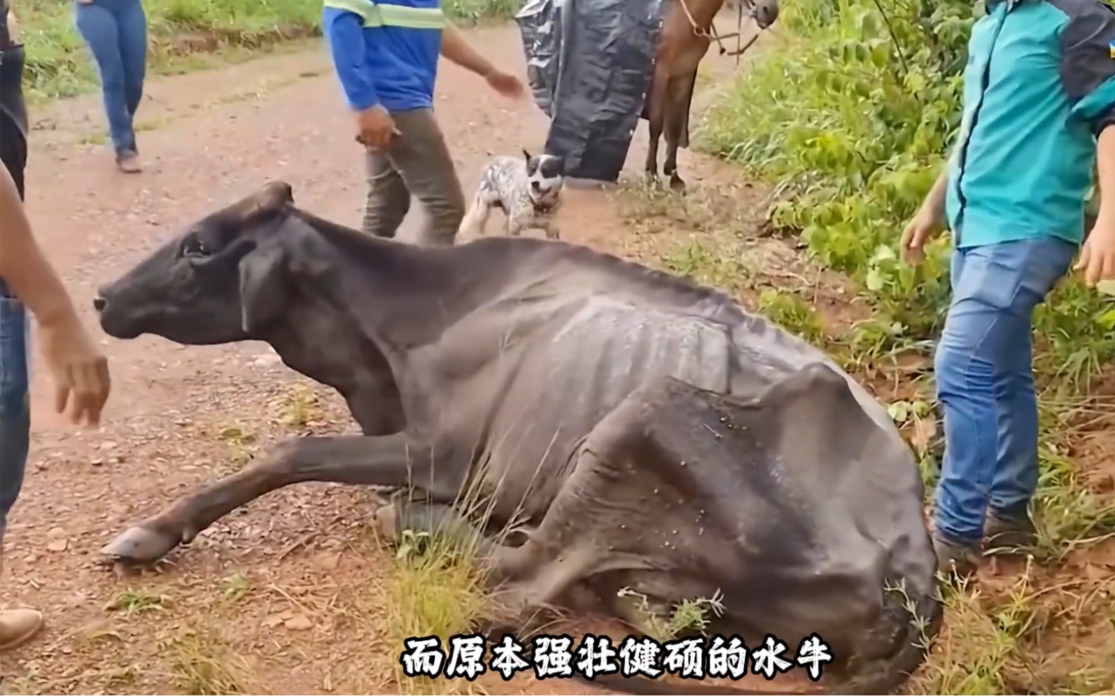 骨瘦如柴生肖图片