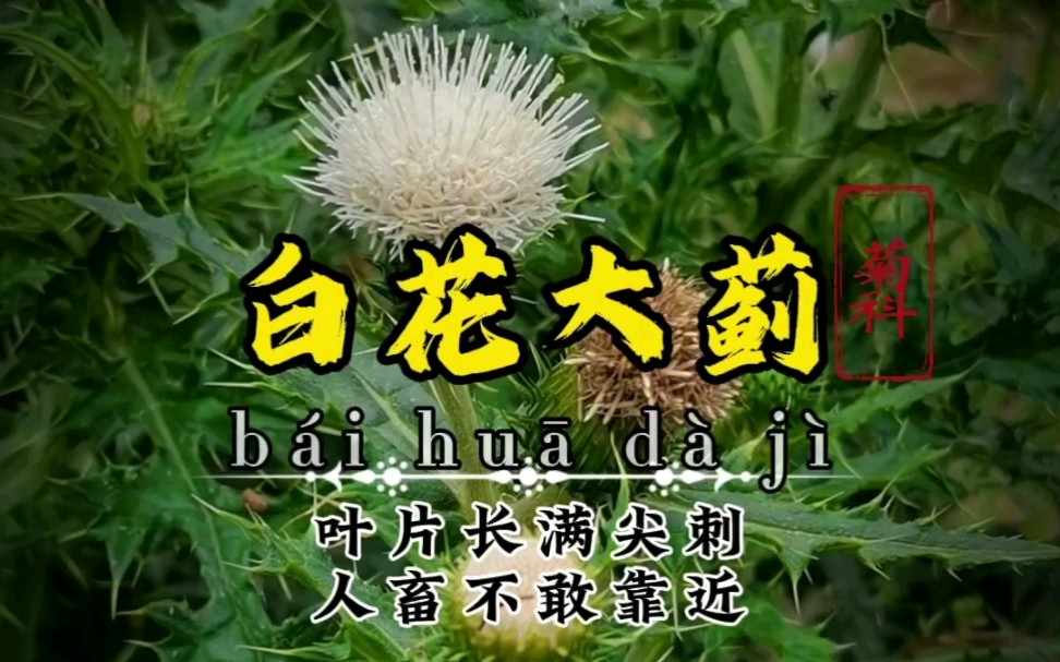 【白花大蓟】民间常叫它“抗癌草”哔哩哔哩bilibili