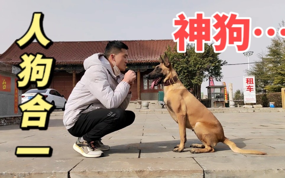 天降神犬默契度太高,这狗太神了哔哩哔哩bilibili