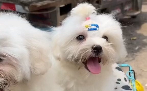 【宠物】马尔济斯犬哔哩哔哩bilibili