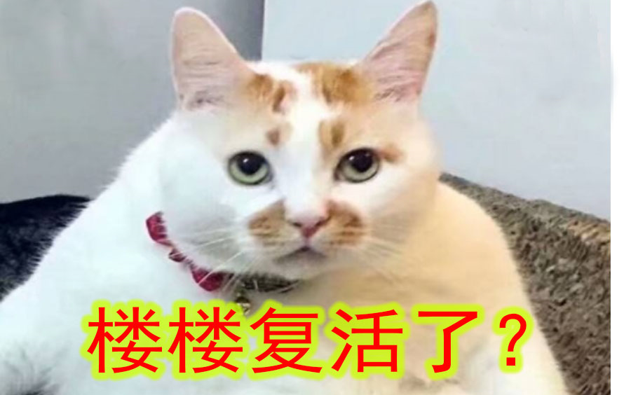 【元兽也爱猫】表情包网红猫楼楼复活了??元兽路过偶遇一只几乎完全一样的..哔哩哔哩bilibili