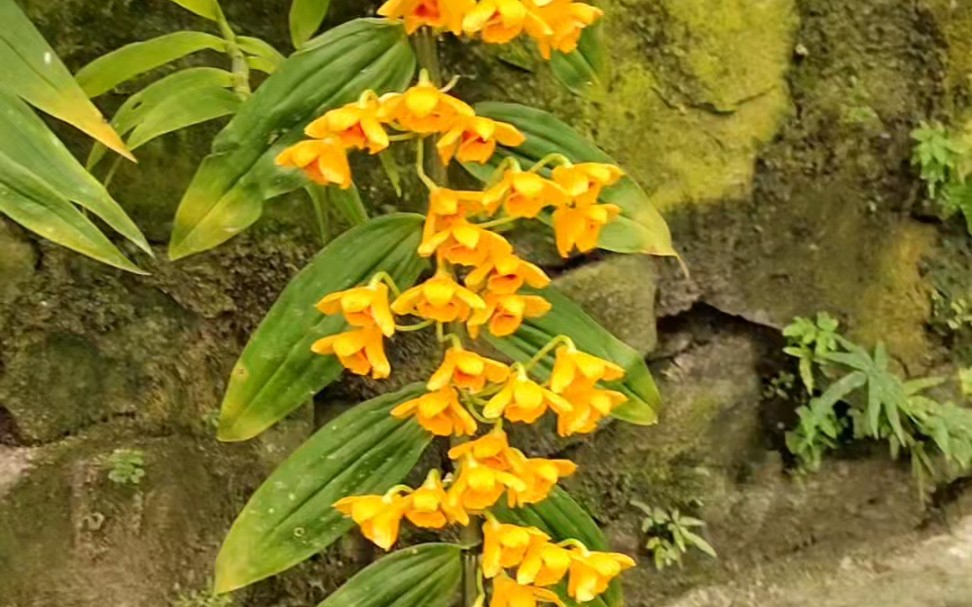 铁皮石斛兰花锦鲤在清流3