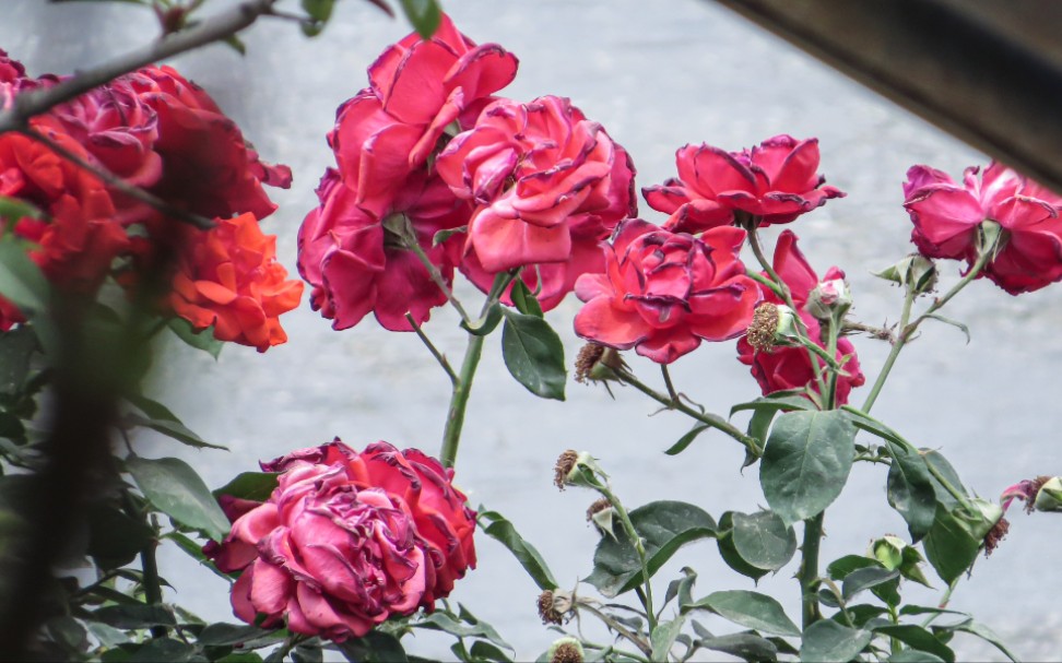 公路边的月季花